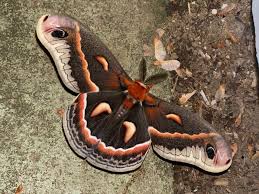 Attēlu rezultāti vaicājumam “Saturniidae”