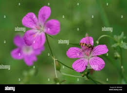 Attēlu rezultāti vaicājumam “Geranium palustre flower”