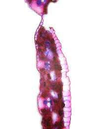 Attēlu rezultāti vaicājumam “Rhynchospora alba leaf”