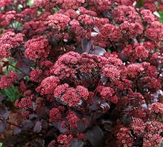 Attēlu rezultāti vaicājumam “Levisticum officinale flower”