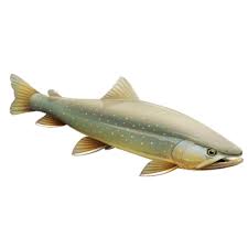 Image result for Salvelinus confluentus