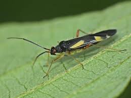 Attēlu rezultāti vaicājumam “Dryophilocoris flavoquadrimaculatus”