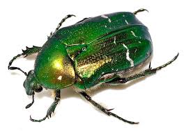 Attēlu rezultāti vaicājumam “Cetonia aurata imago”