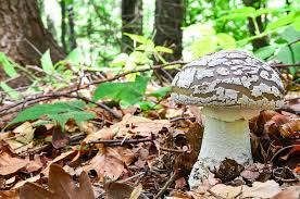 Attēlu rezultāti vaicājumam “Amanita excelsa”