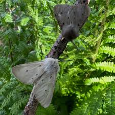 Attēlu rezultāti vaicājumam “Diaphora mendica”