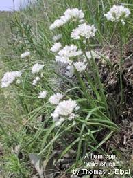 Attēlu rezultāti vaicājumam “Amarillidaceae”