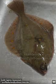 Image result for Pleuronectes platessa