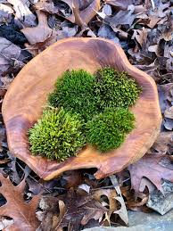 Attēlu rezultāti vaicājumam “Hypnum cupressiforme”