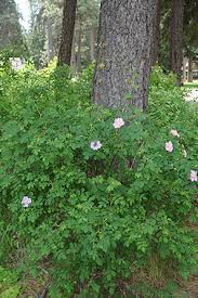 Attēlu rezultāti vaicājumam “Rosa subcanina leaf”
