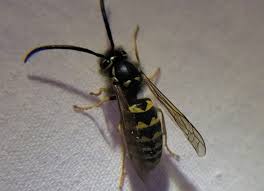 Attēlu rezultāti vaicājumam “Vespula germanica male”