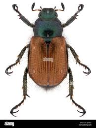 Attēlu rezultāti vaicājumam “Phyllopertha horticola”