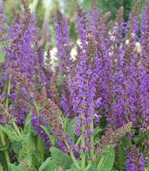 Attēlu rezultāti vaicājumam “Salvia nemorosa leaf”