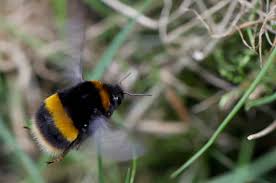 Attēlu rezultāti vaicājumam “Bombus terrestris”