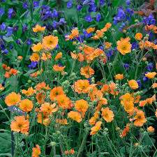 Attēlu rezultāti vaicājumam “Geum x intermedium flower”