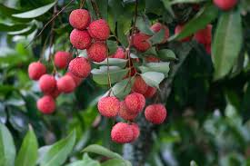 Image result for Litchi chinensis