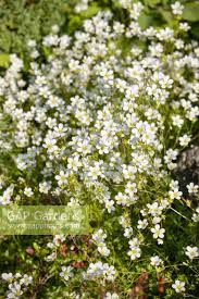 Attēlu rezultāti vaicājumam “Arenaria procera”
