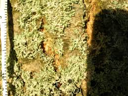 Attēlu rezultāti vaicājumam “Physcia tenella”