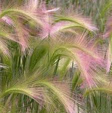 Attēlu rezultāti vaicājumam “Hordeum jubatum”