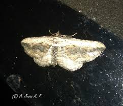 Attēlu rezultāti vaicājumam “Horisme vitalbata”