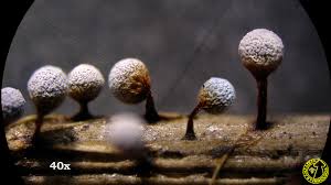 Attēlu rezultāti vaicājumam “Didymium nigripes”