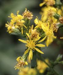 Image result for Solidago virgaurea