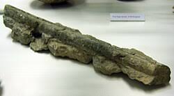 Attēlu rezultāti vaicājumam “Endoceras”