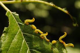 Attēlu rezultāti vaicājumam “Pristiphora maesta”