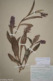 Attēlu rezultāti vaicājumam “Dactylorhiza majalis subsp. baltica flower”