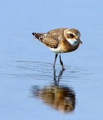 Attēlu rezultāti vaicājumam “Charadrius dubius”