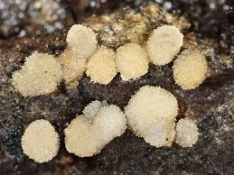 Attēlu rezultāti vaicājumam “Bactridium flavum”