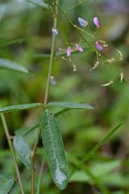 Attēlu rezultāti vaicājumam “Diderma globosum sessile”