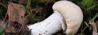 Attēlu rezultāti vaicājumam “Rozites caperata”