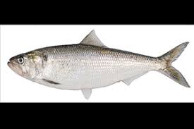 Image result for Alosa fallax