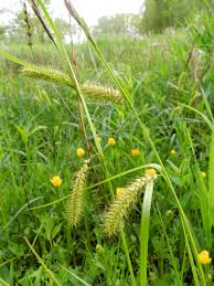 Attēlu rezultāti vaicājumam “Carex vesicaria”