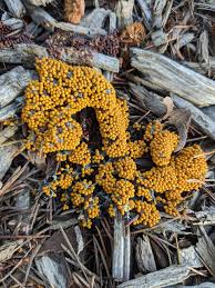 Attēlu rezultāti vaicājumam “Leocarpus fragilis spores”