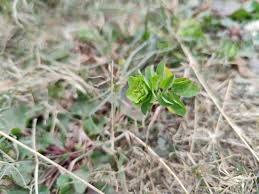 Attēlu rezultāti vaicājumam “Euphorbia helioscopia leaf”