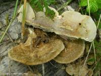 Attēlu rezultāti vaicājumam “Coriolopsis trogii”