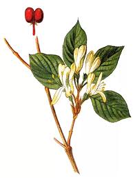 Attēlu rezultāti vaicājumam “Lonicera xylosteum flower”