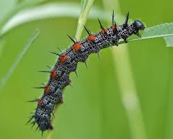 Attēlu rezultāti vaicājumam “Nymphalis antiopa”