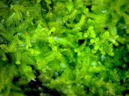 Attēlu rezultāti vaicājumam “Metzgeria violacea”