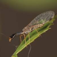 Attēlu rezultāti vaicājumam “Raphidioptera imago”