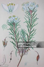 Attēlu rezultāti vaicājumam “Ledum palustre leaf”