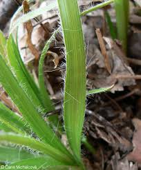 Attēlu rezultāti vaicājumam “Luzula luzuloides fruit”