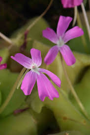 Attēlu rezultāti vaicājumam “Pinguicula vulgaris fruit”