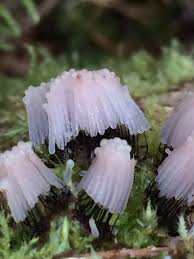 Attēlu rezultāti vaicājumam “Stemonitis fusca stalked”