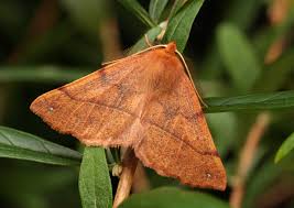 Attēlu rezultāti vaicājumam “Colotois pennaria”