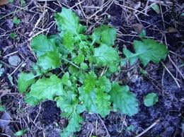 Attēlu rezultāti vaicājumam “Crepis tectorum fruit”