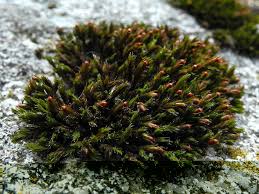 Attēlu rezultāti vaicājumam “Schistidium apocarpum”