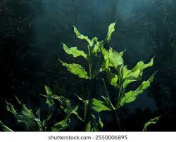 Attēlu rezultāti vaicājumam “Potamogeton lucens”