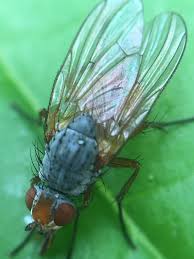 Attēlu rezultāti vaicājumam “Xanthogramma sp. male”